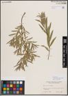 Foto von Salix exigua subsp. interior (Rowlee) Cronquist